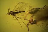 Three Fossil Flies And Cicada Larva In Baltic Amber #120616-2